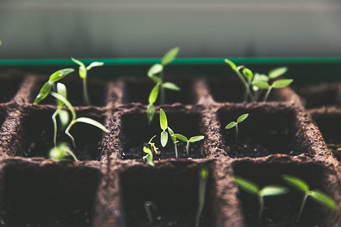 Bloom booster plants