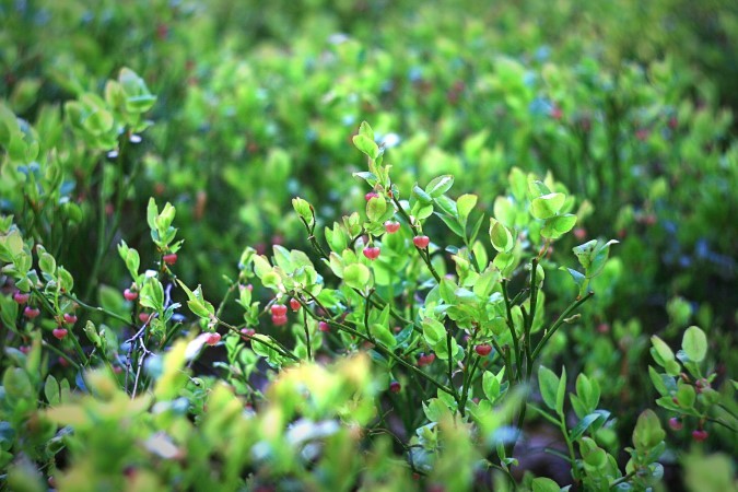 blueberry ph level plants