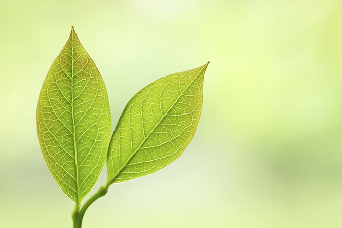 how often to add nutrients to hydroponics leaf