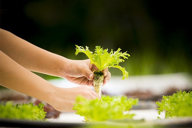 how to make hydroponic nutrients at home hydroponics