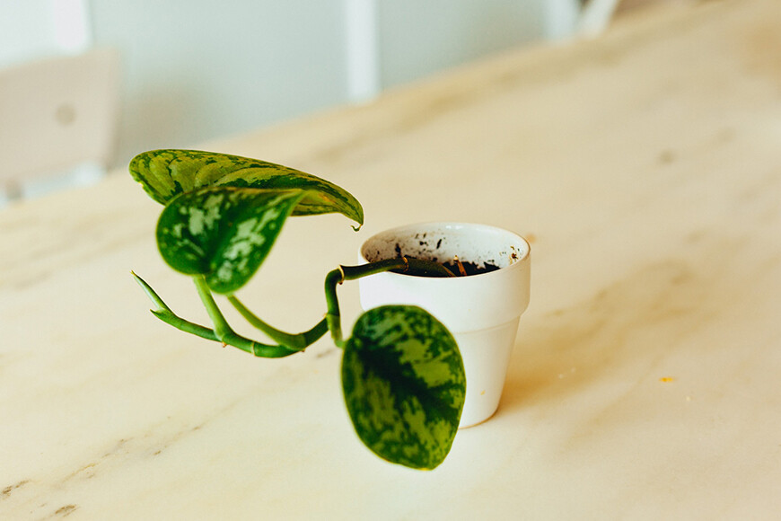 Kunnen planten stress blog baconline