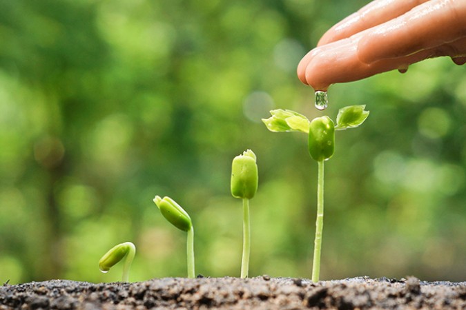mineral fertilizer for plants water and small plants