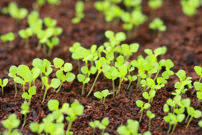 soil vs coco plants