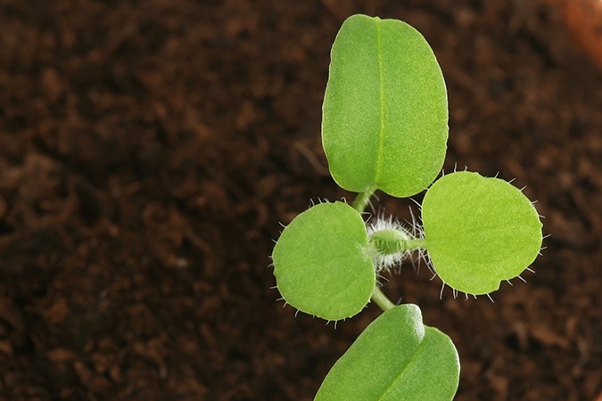 what is natural fertilizer plant