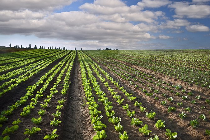 best hydroponic nutrients for lettuce crops