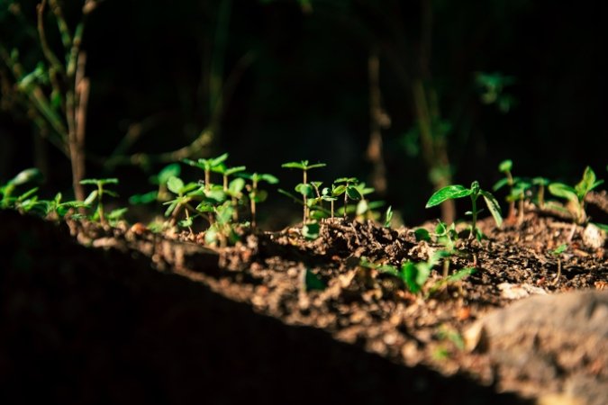     hydroponic nutrient solution small green plants