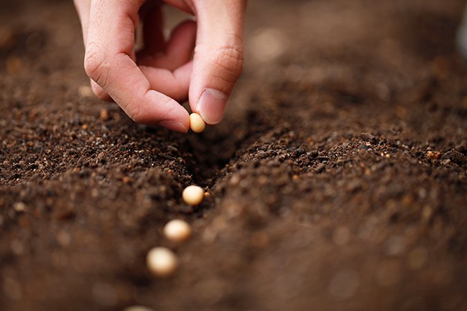 faster seed germination seeds
