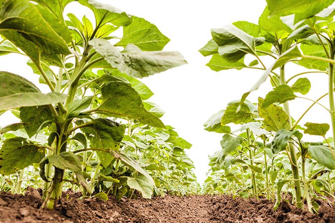 organic liquid nutrients for hydroponics leaves