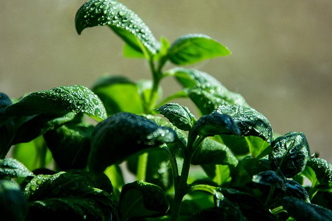 how to mix organic fertilizer full grown plant