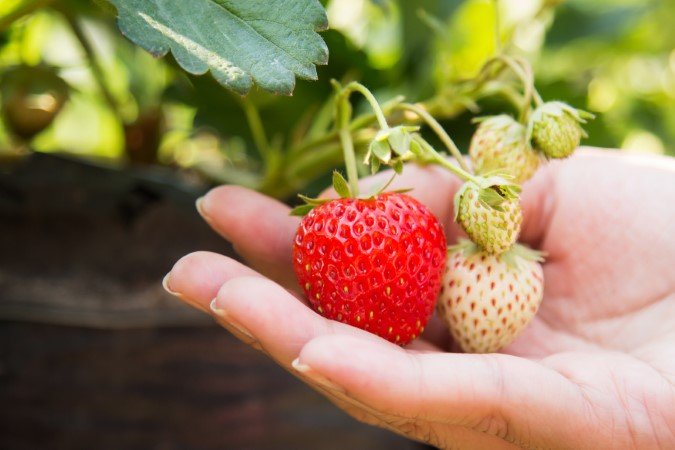 strawberry fertilizer