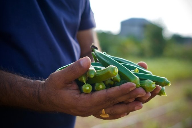 hydroponics nutrients for vegetables vegetables