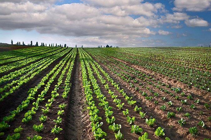 natural fertilizer for plants crops