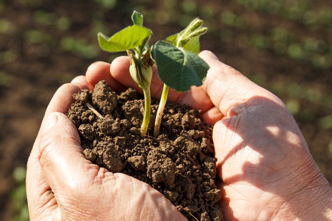 alkaline soil plant