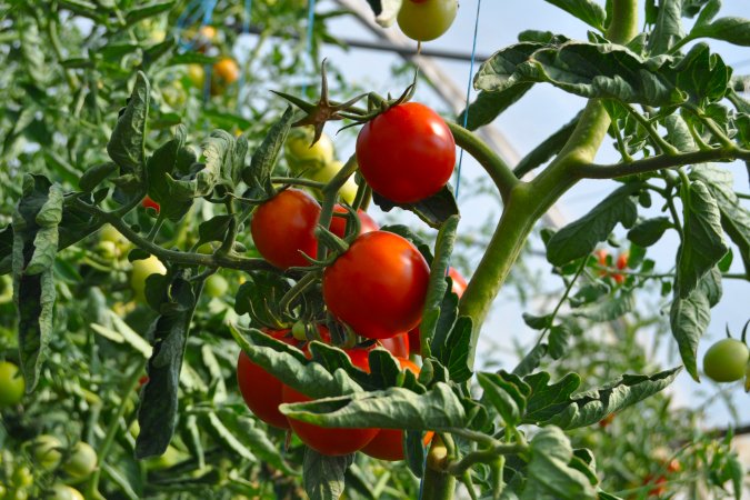 soil ph for tomatoes crops