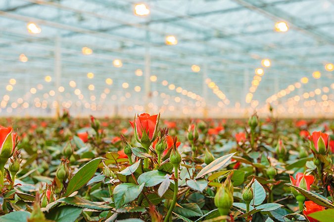 rose fertilizer greenhouse