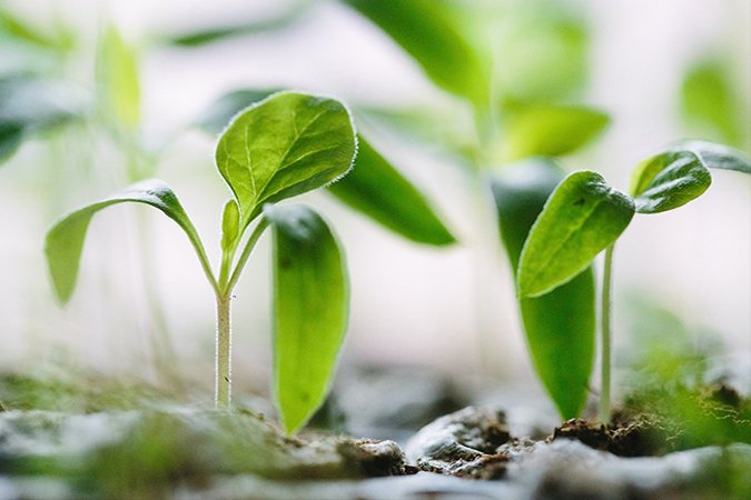 hydroponic gardening two plants