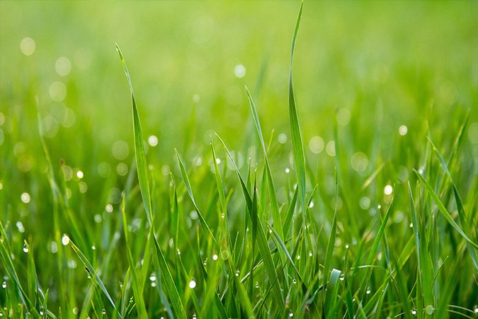 soil additives for grass green