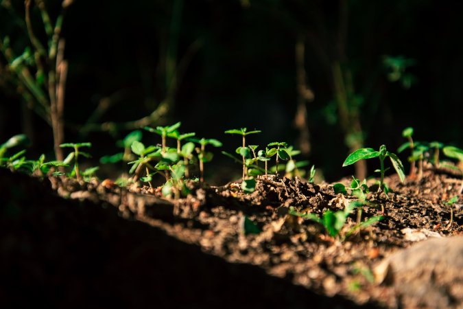 soil additives to retain moisture healty plants
