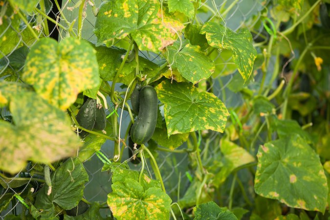 organic liquid nutrients for hydroponics vegetable