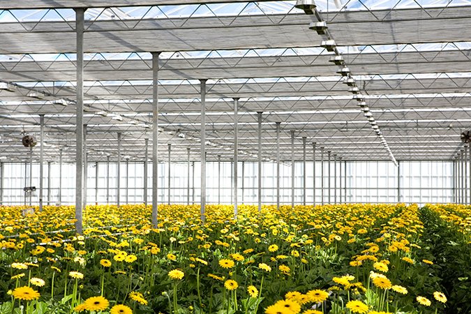 Best soil nutrients greenhouse