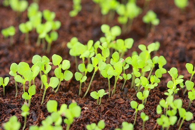 advantages of organic fertilizer dirt