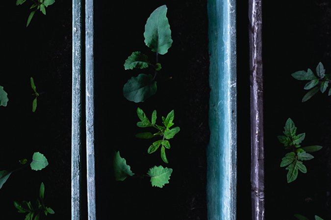 npk 20 20 20 plants