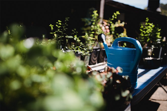 tomato fertilizer watering can