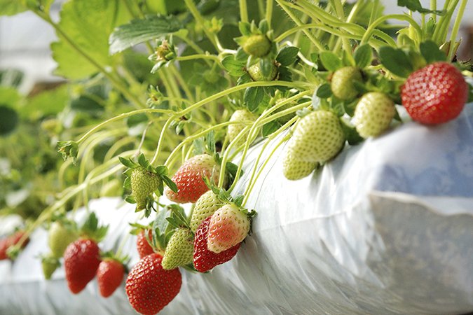 Advanced nutrients coco feed chart strawberries