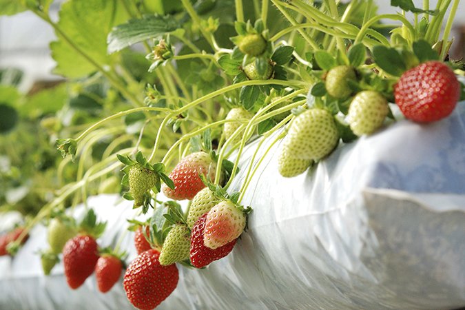 Advanced nutrients coco feed chart strawberries