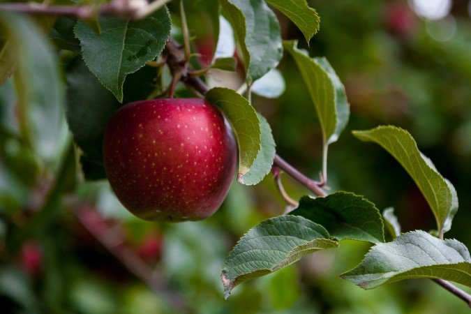 apple tree fertilizer apple