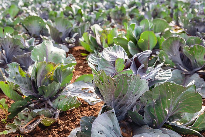 how do plants get nutrients crops