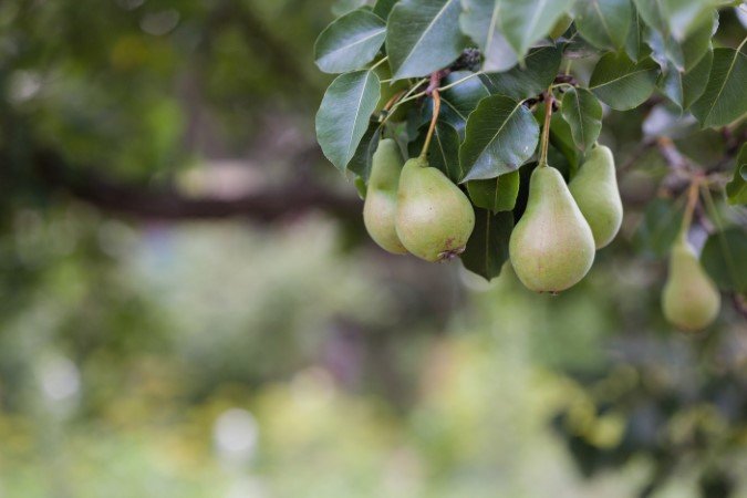 pear tree fertilizer pears