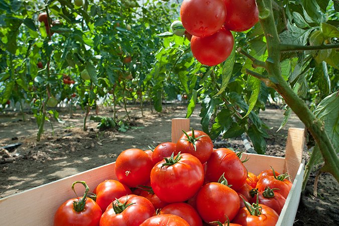Plant growth factors tomatoes