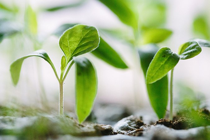 what are the plant growth regulators plants