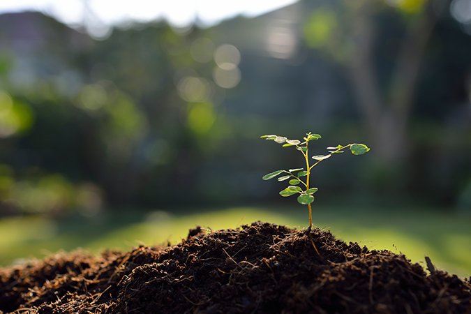 Coco coir nutrients plant