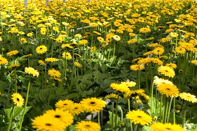 Why do plants need potassium sunflowers