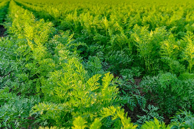 coco nutrients plants bac online
