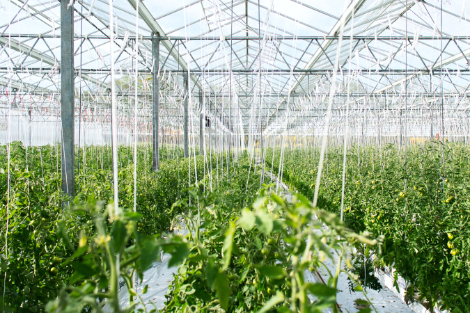 hydroponic growing system greenhouse