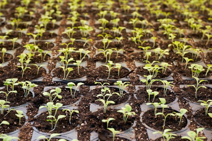 what nutrients are needed for hydroponics hydropnics