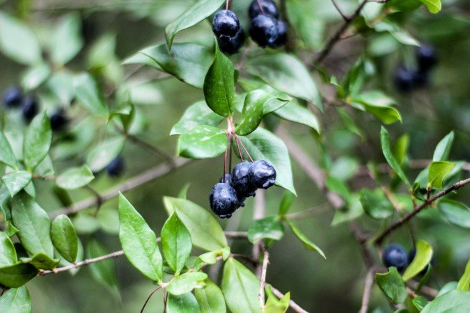 blueberry fertilizer berries