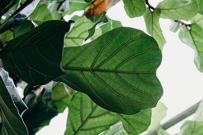 hydroponic gardening plant