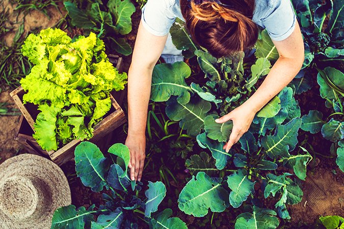 organic fertilizer for vegetable garden