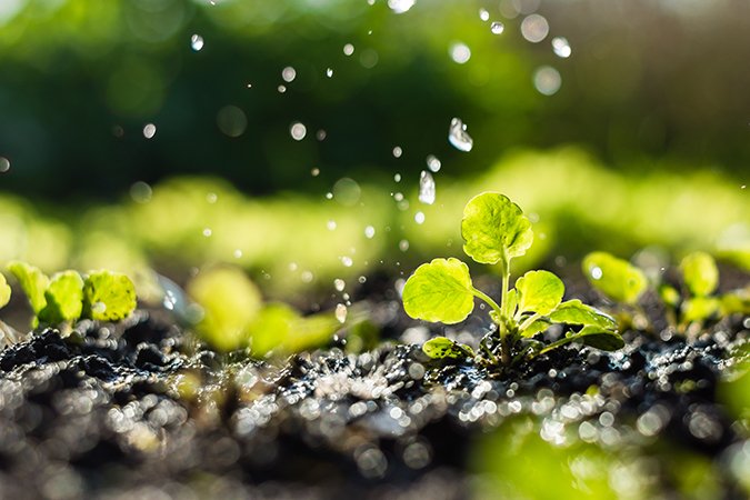 what are the plant growth regulators fertilizing