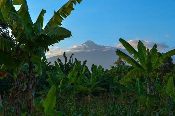 banana fertilizer plants