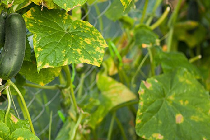 Organic nitrogen fertilizer leaves