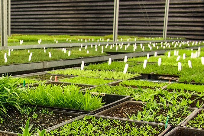 npk hydroponics green plants