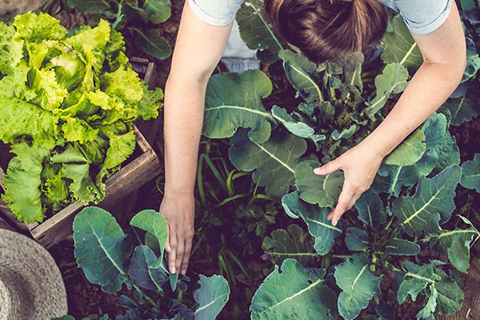 why do plants need minerals crops