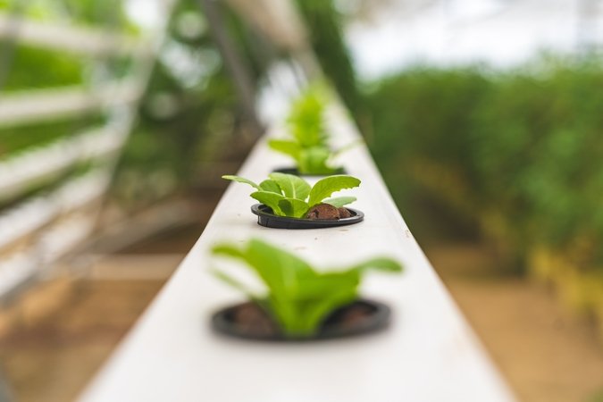 npk hydroponics row of plants
