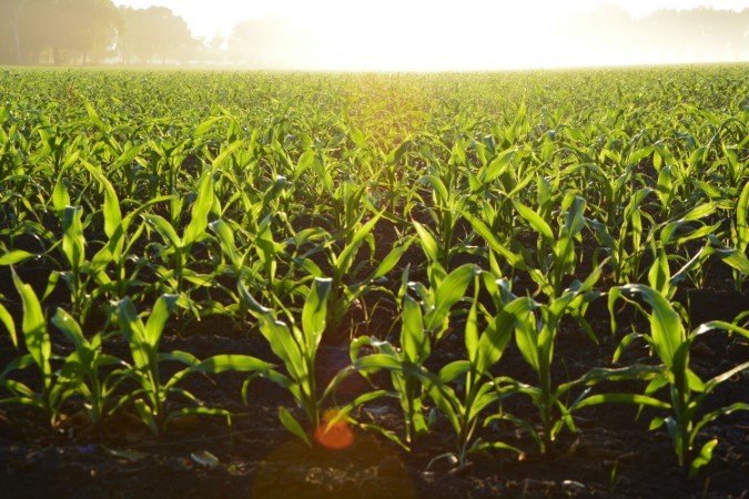 ph level for corn fields