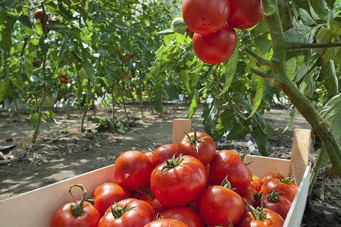 fruit tree fertilizer tomatoes